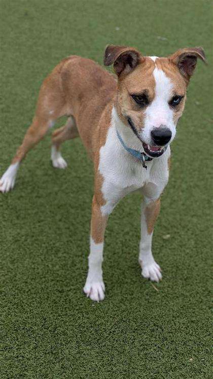 Hickory (Photo courtesy Hutchinson Animal Shelter)