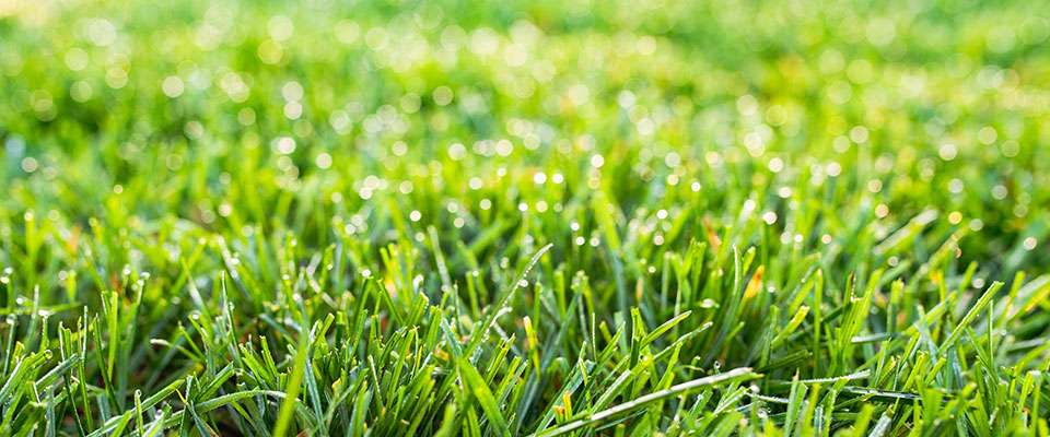 Fescue grass. Photo by K-State Research and Extension