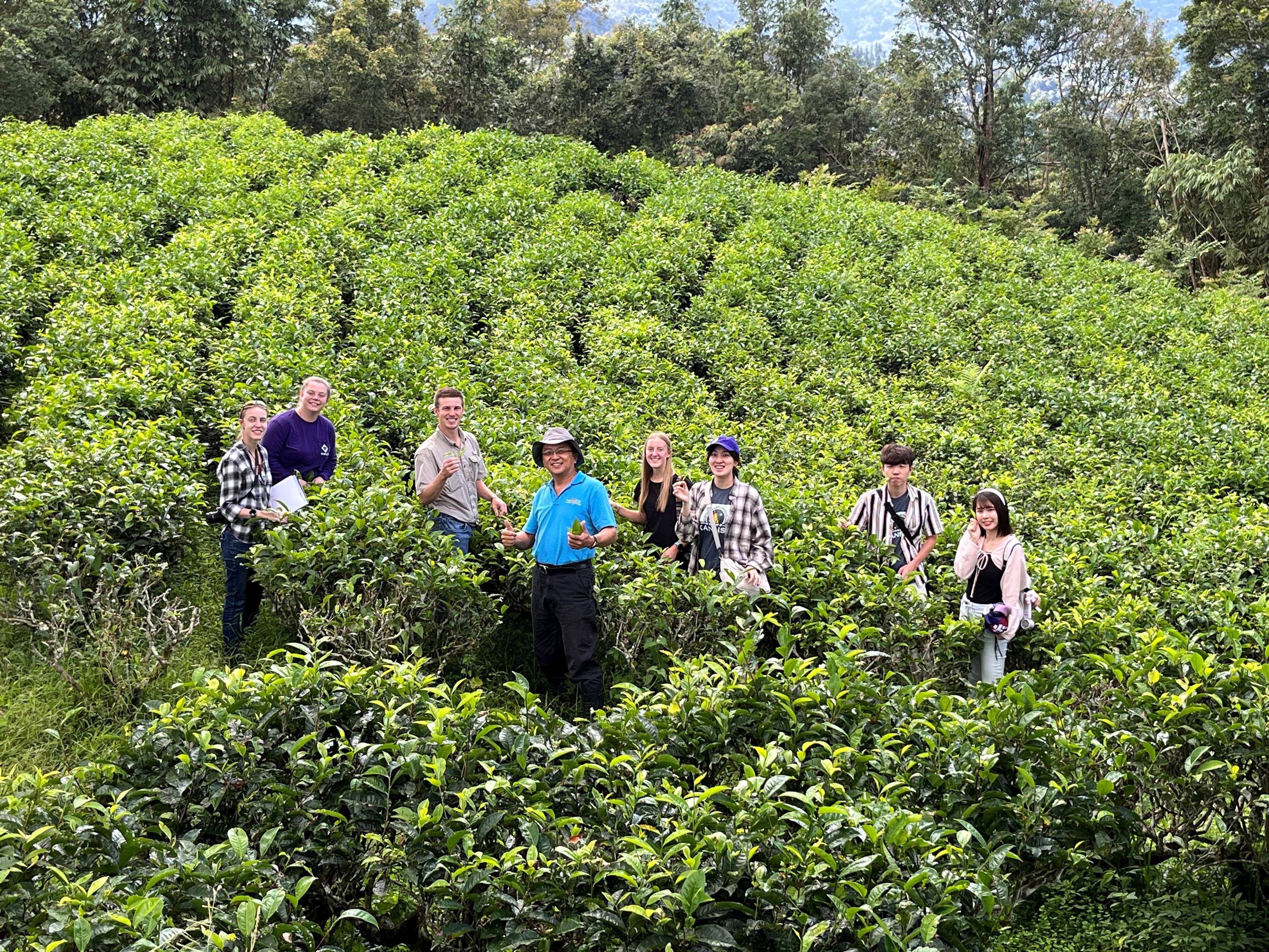 Agricultural Youth Exchange delegates from K-State visit the Tea and Beverage Research Station in Taiwan, where they meet with the lead researcher to learn about tea plant breeding and research innovations. (courtesy of KS Dept. of Ag)