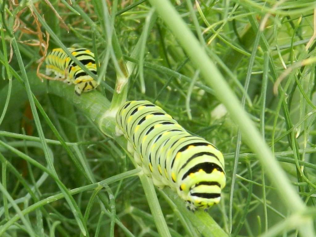 Caterpillars. Photo by Karen Madorin