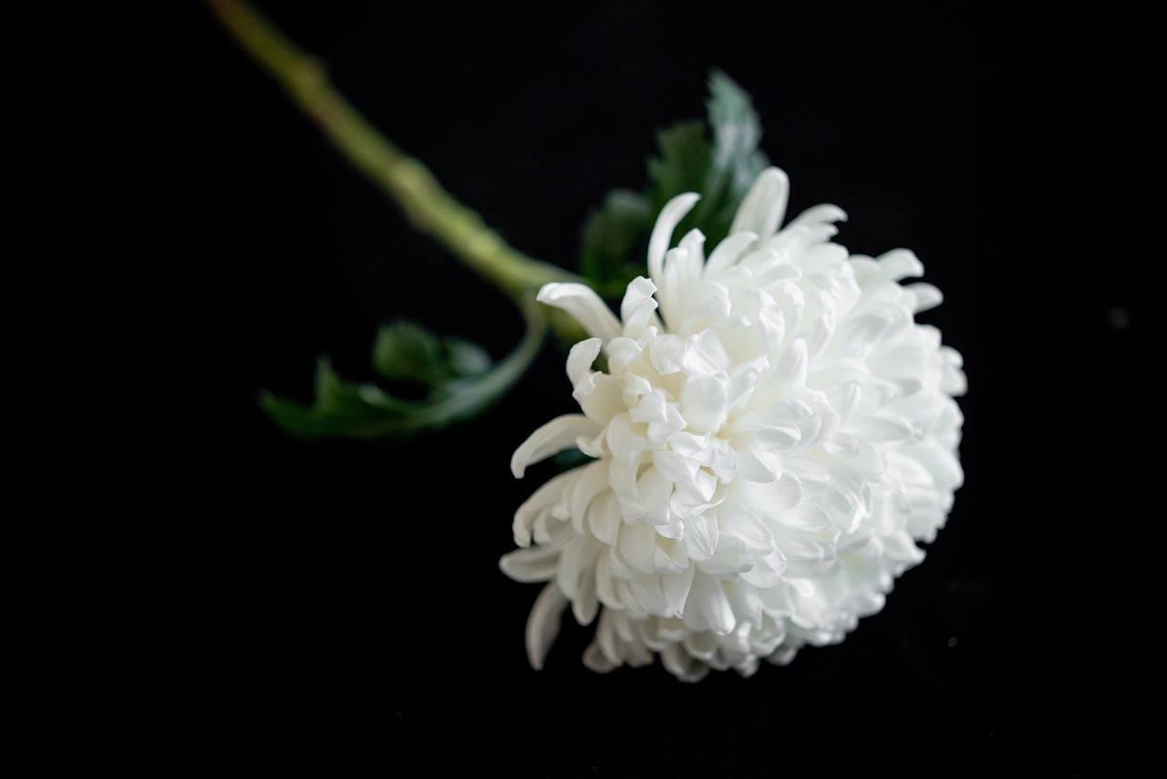 chrysanthemum, flower background, white, nature, flower wallpaper, flower, korean funeral, beautiful flowers, chrysanthemum morifolium, close up