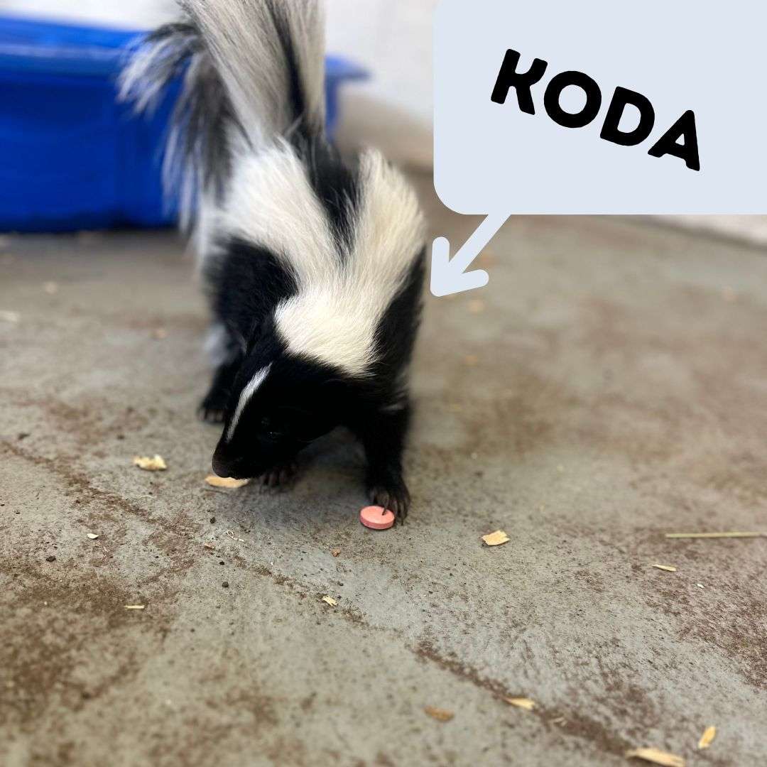 Koda - Photo courtesy of the Hutchinson Zoo