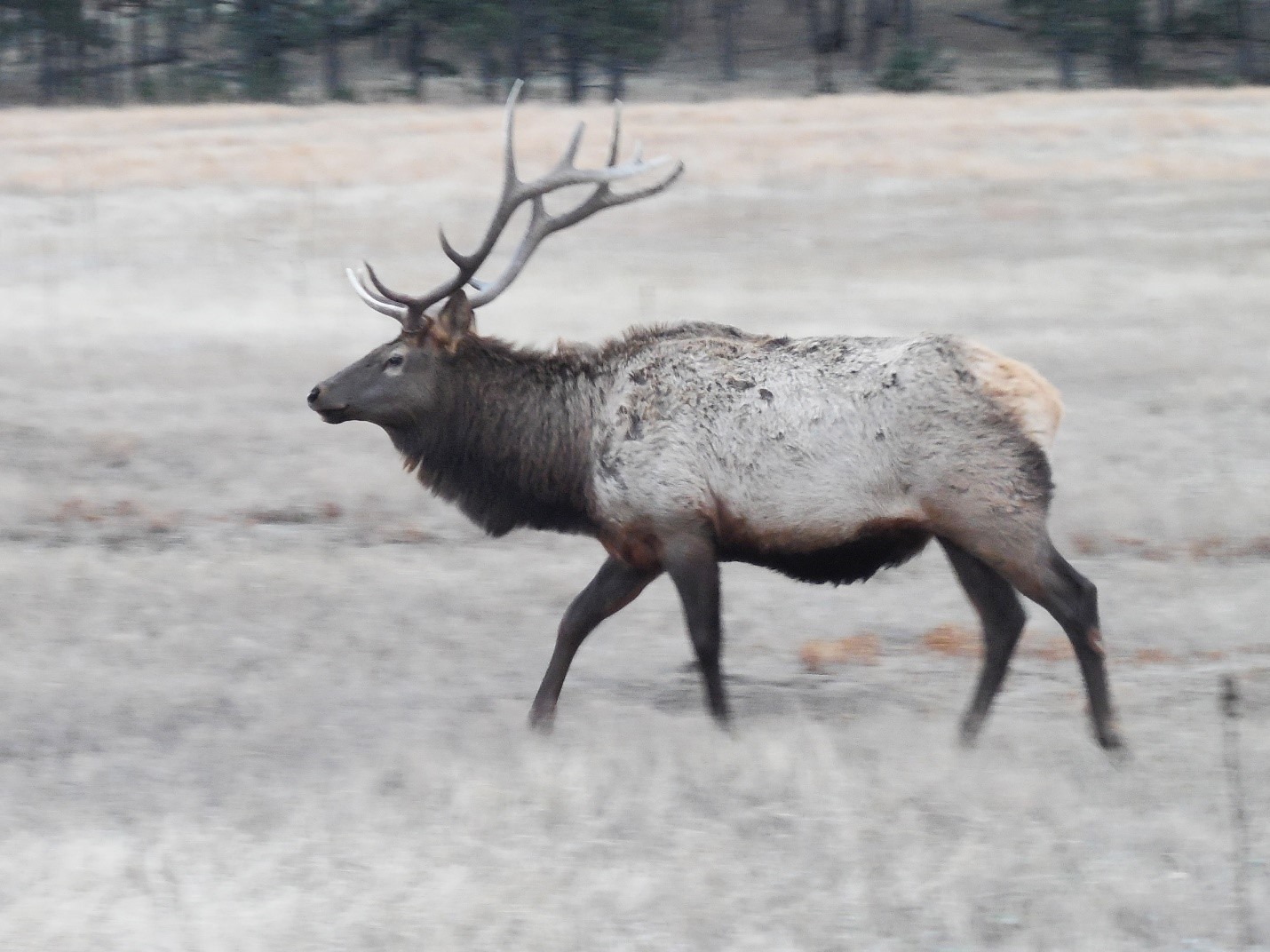Rangers at Wind Cave National Park will be offering tours to listen for elk bugling in September and October. (NPS Photo)