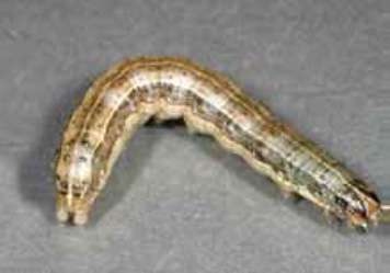 Fall Armyworm. Photo courtesy Kansas State Research and Extension