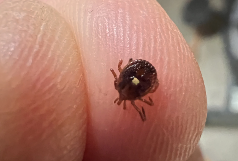 A lone star tick is shown in this May 2, 2024, photo. A bite from this tick, among others, can cause alpha-gal syndrome in humans. Photo by Carlos Moreno/KCUR 89.3