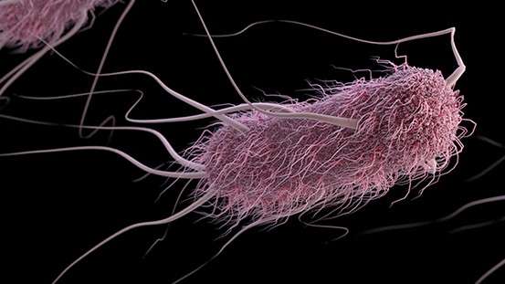 E. Coli Photo Courtesy of CDC.&nbsp;