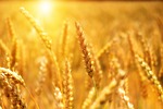 Wheat Scoop: 2025 U.S. Crop Quality Report