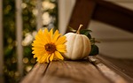 Ogden Fall Festivial is set for Saturday