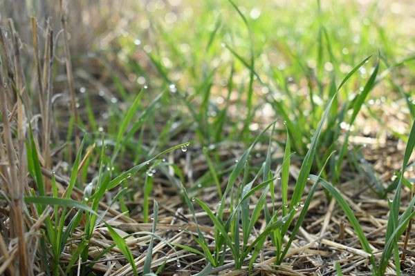 Volunteer wheat that has emerged in wheat residue. Photo by Sarah Lancaster/K-State Research and Extension