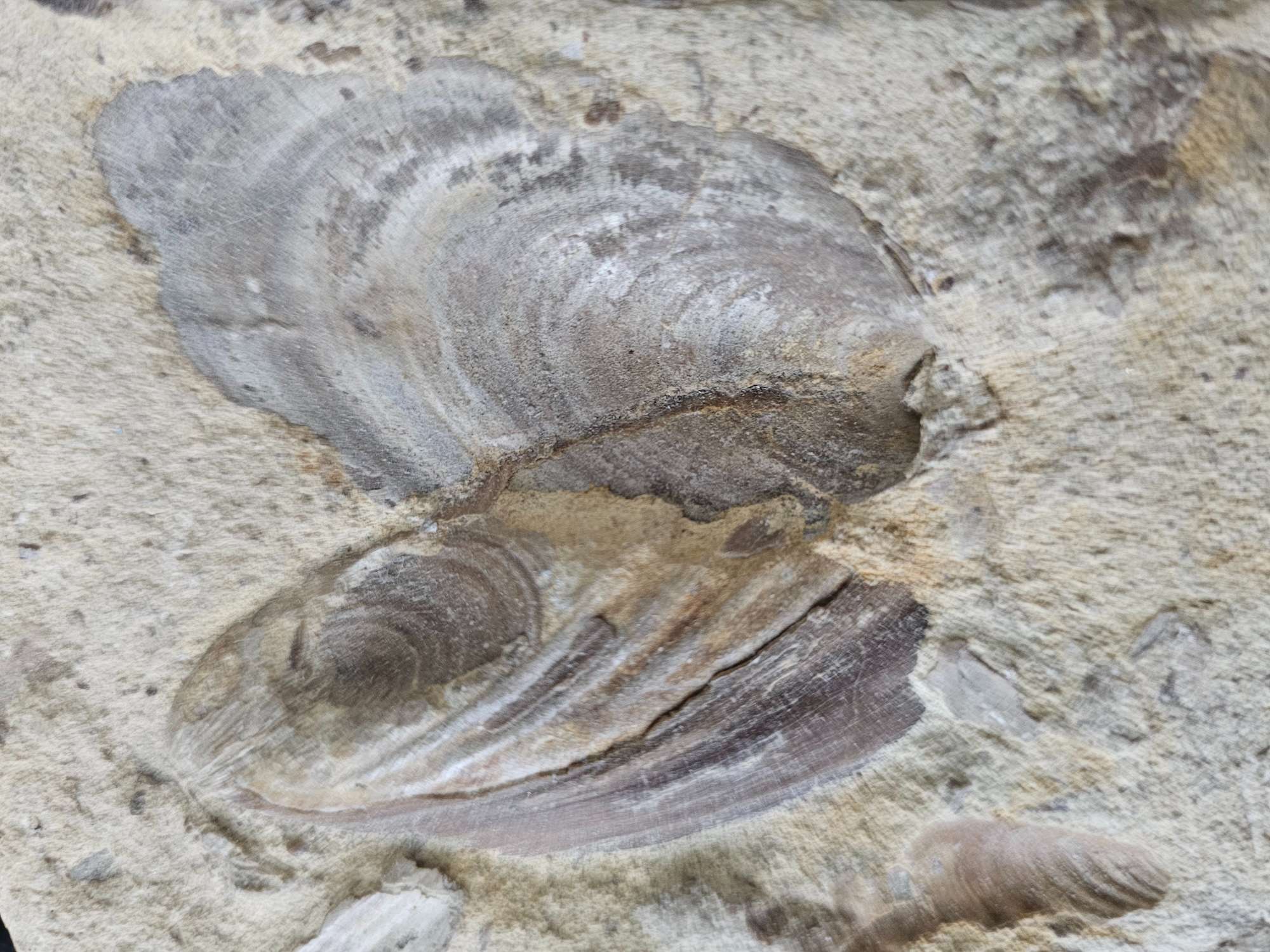 Inoceramus shell fossil. Photo by William C. Johnson