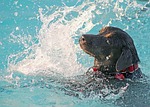 Dog day at the Savannah pool benefits new Andrew County aquatics facility 