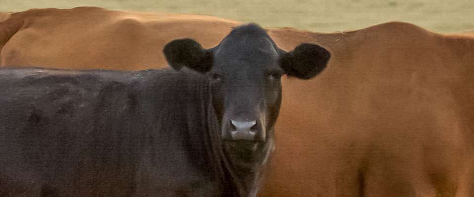 (Photo courtesy K-State Research and Extension)