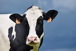 Dairy Industry Leaders Share Progress and Priorities