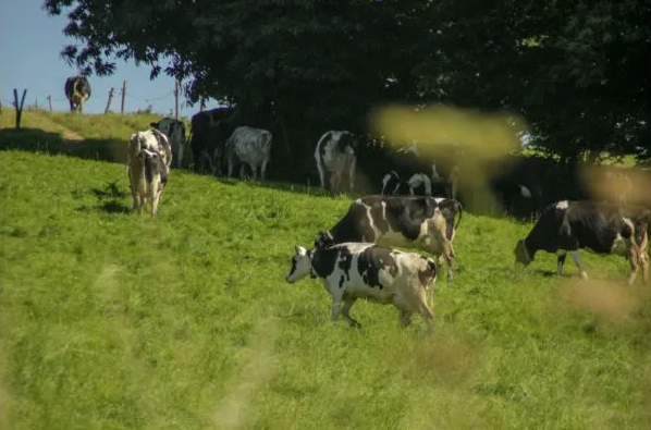State Veterinarian Dr. Roger Dudley encourages Nebraska dairy producers to follow strict biosecurity protocols and to contact their veterinarian immediately if their animals are exhibiting any symptoms of the virus. (Photo by Eytane Debruyne on Unsplash)