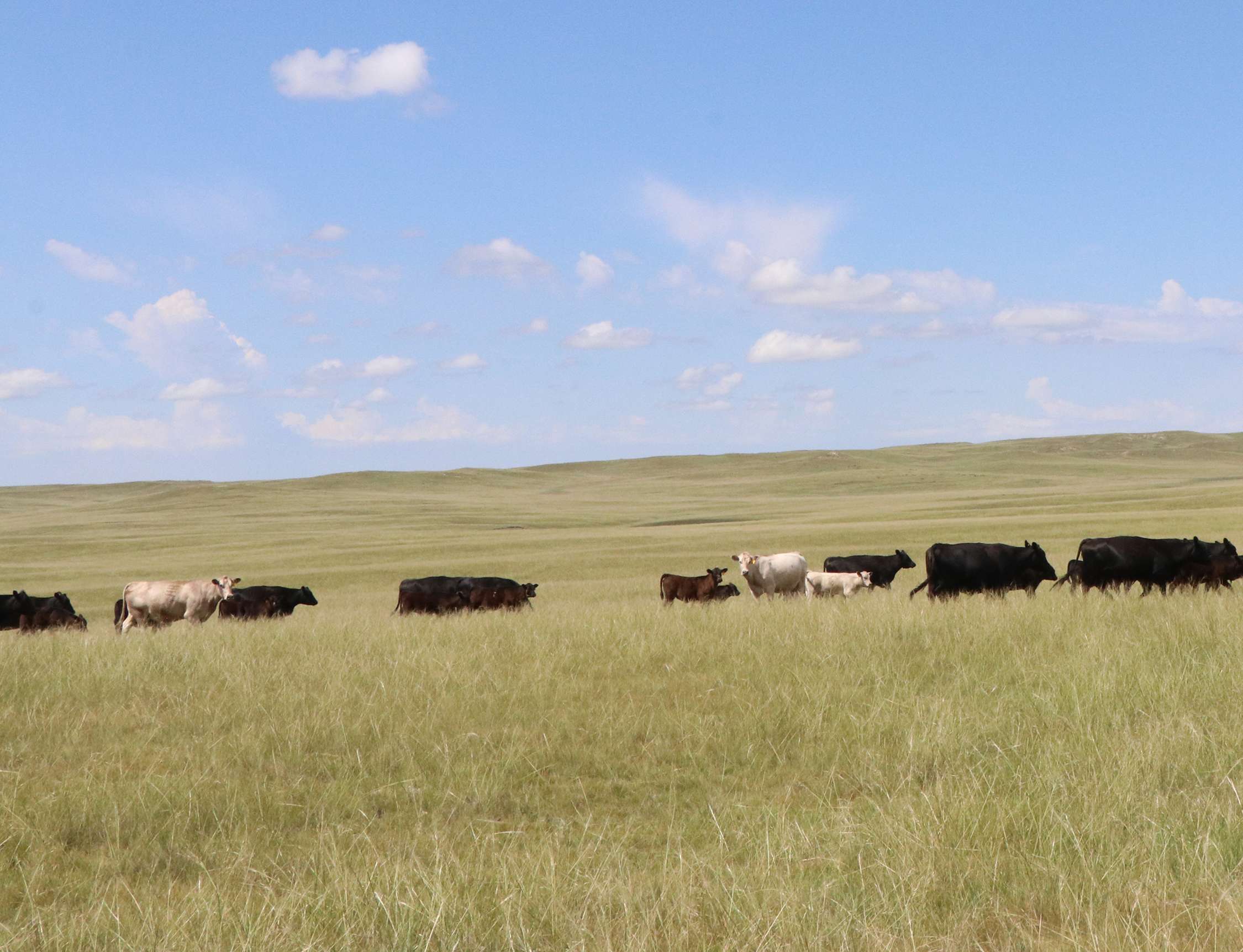 Cattle graze on land in western Nebraska. Photo by Maria Tibbets