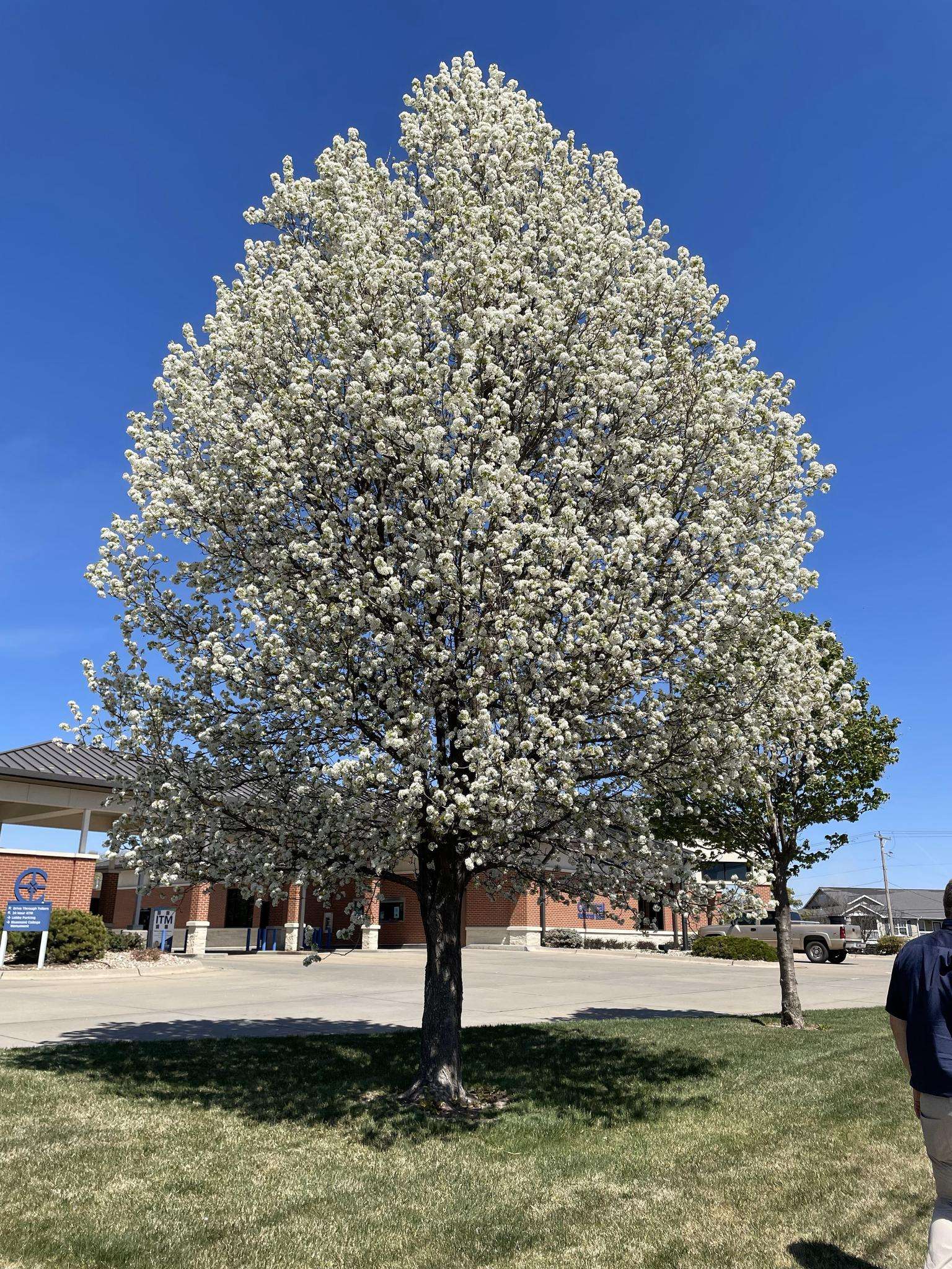 Callery pear (Photo courtesy Kansas Forest Service)