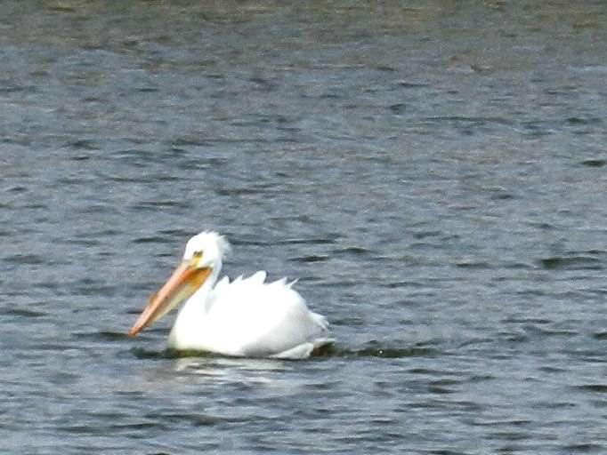 Pelican. Courtesy photo