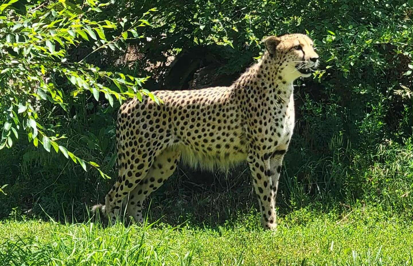 Photo courtesy Topeka Zoo