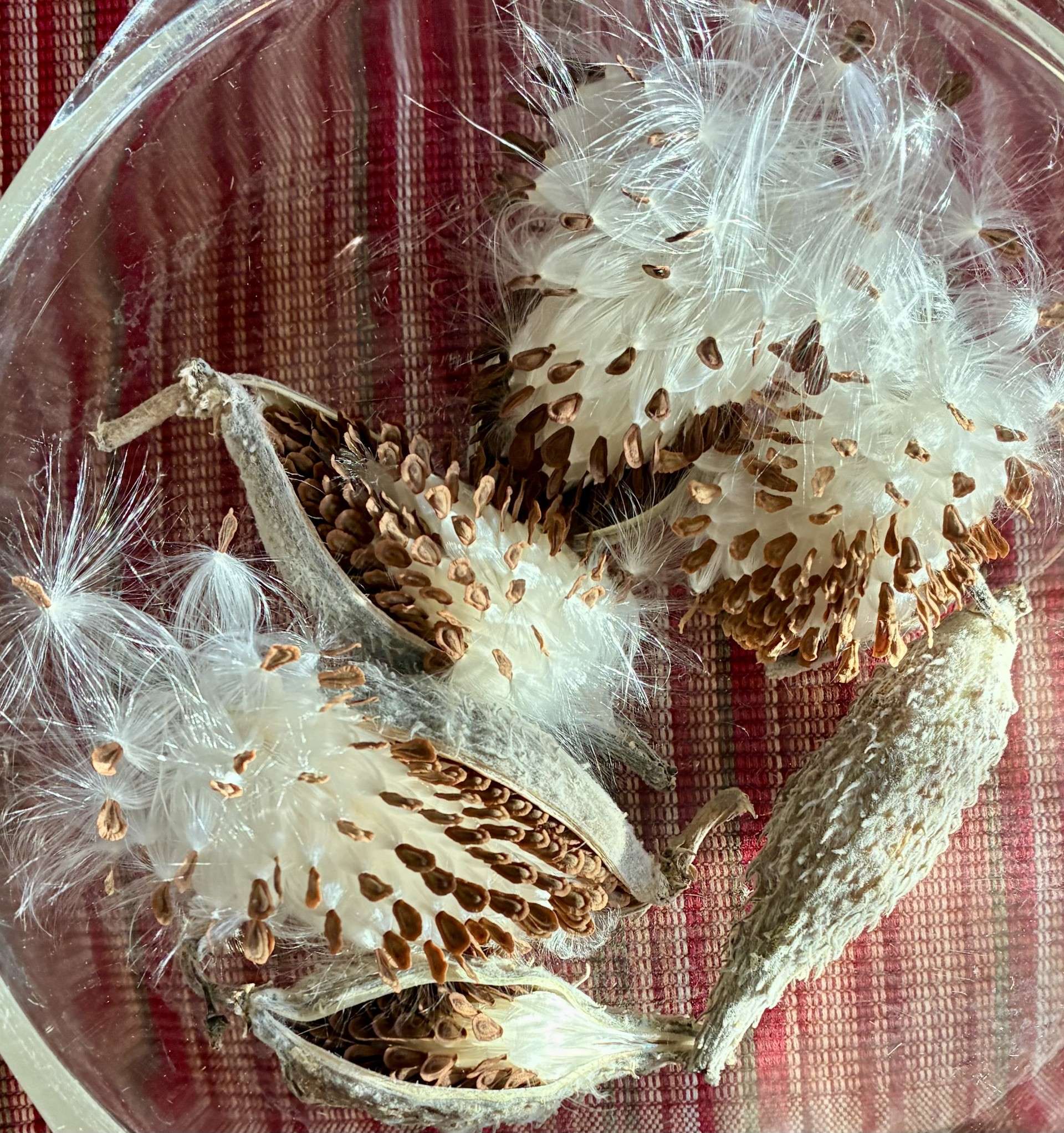 Milkweed. Courtesy photo