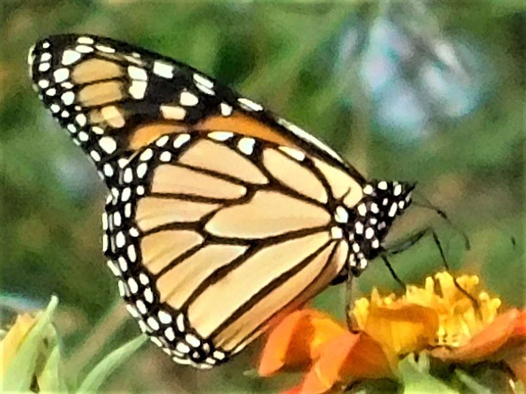 Monarch butterfly. Courtesy photo