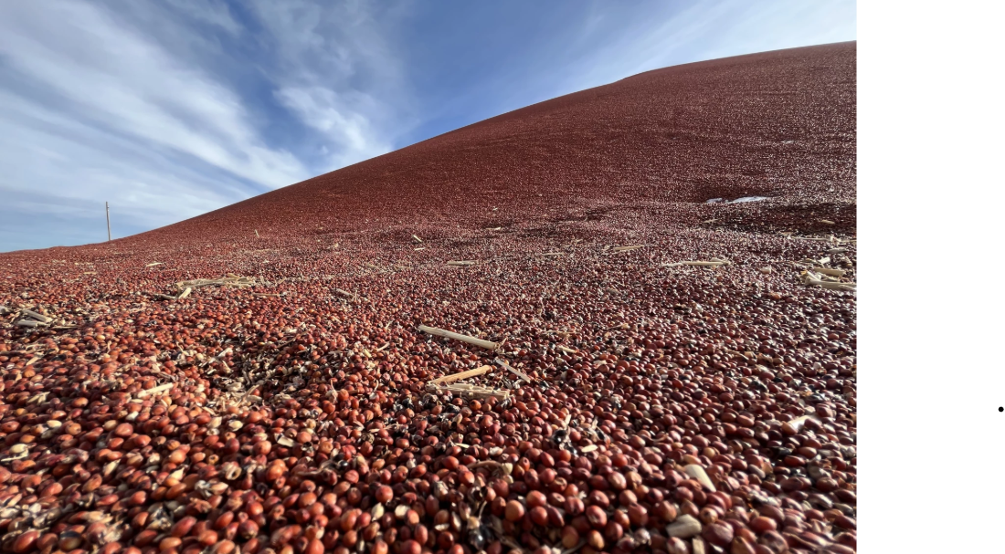 Sorghum kernels sit in a pile in Wallace County. The kernels are used for feed or for ethanol processing. Photo by David Condos