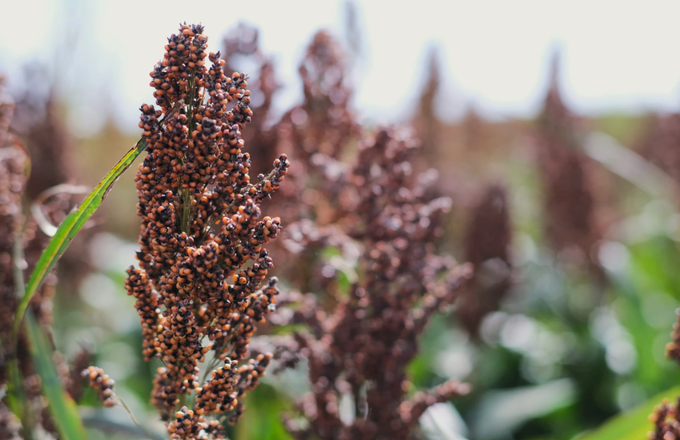 A sorghum plant exposes its kernels in Seward County. Photo by Calen Moore/ Kansas News Service&nbsp;