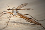 Mosquitoes are Still Active Despite Cooler Weather