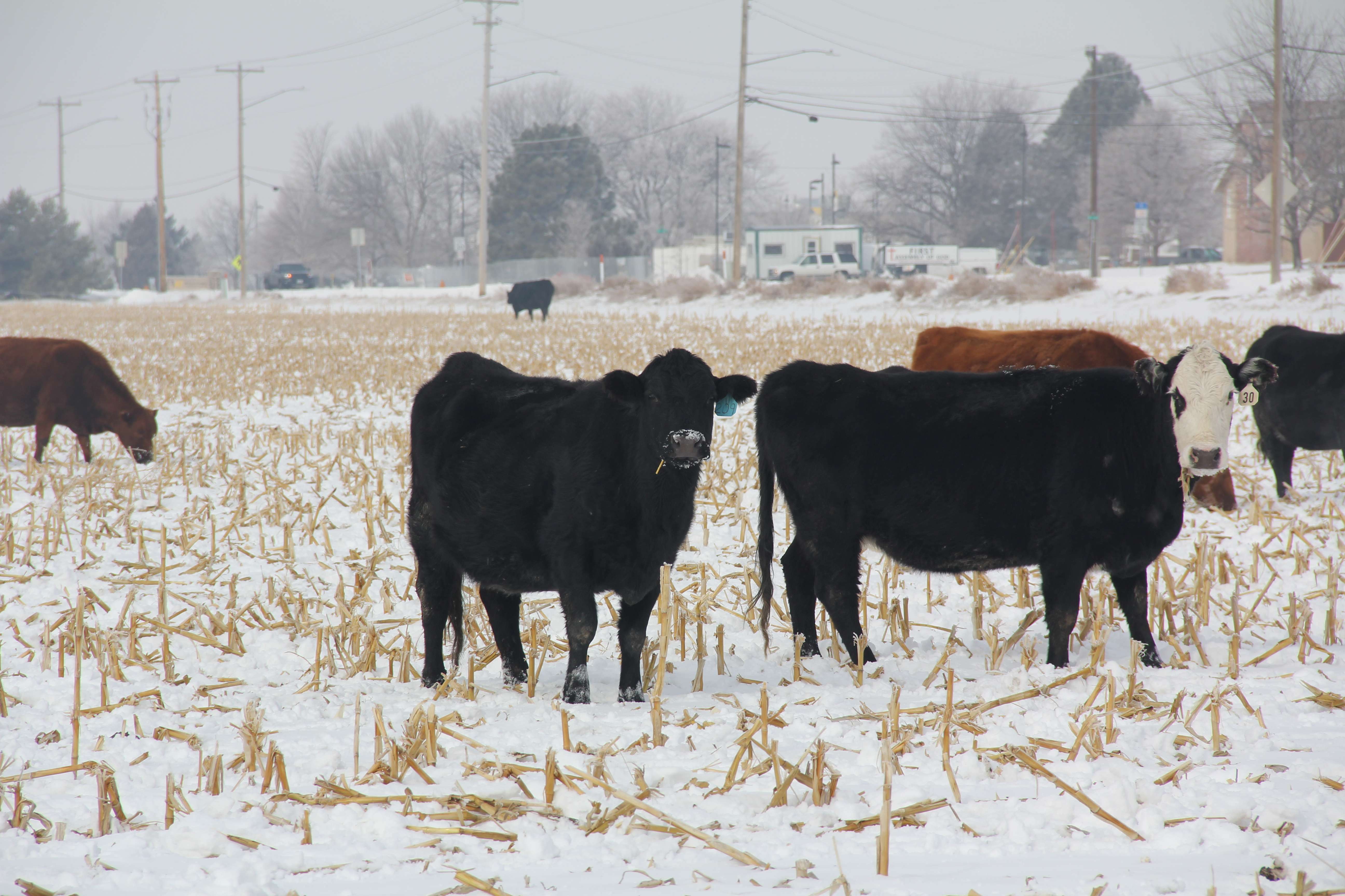 Plan ahead for good corn stalk grazing of your cattle. Photo by Chabella Guzman.