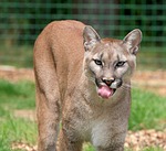 Mountain lion season ends in Niobrara Unit; open in Pine Ridge and Wildcat Hills