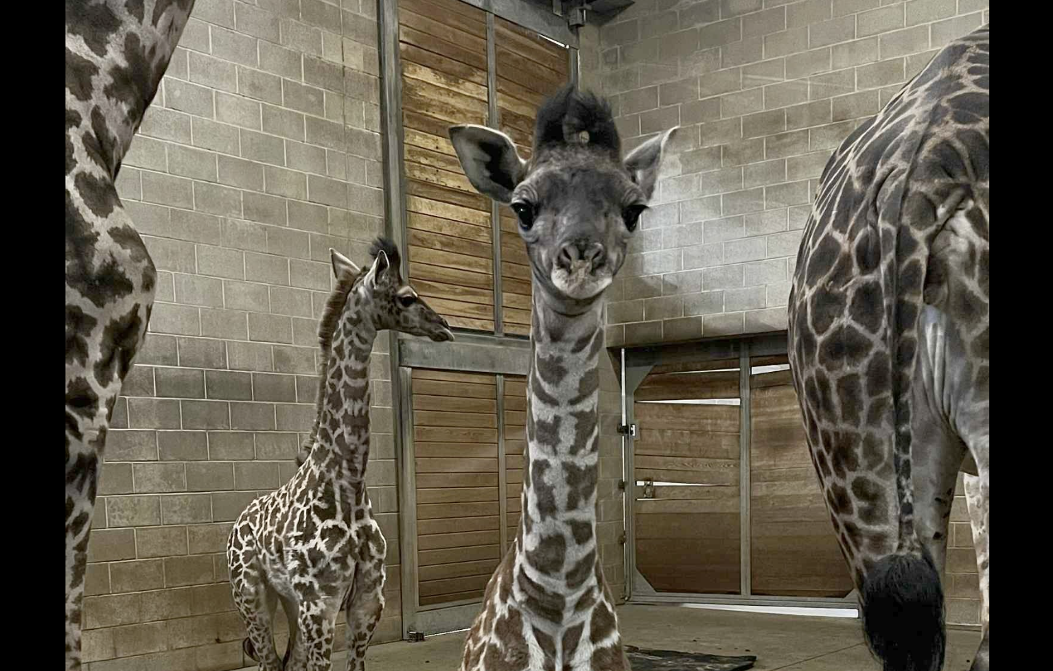 Photos by senior animal care specialist Julia courtesy KC Zoo and Aquarium&nbsp;&nbsp;