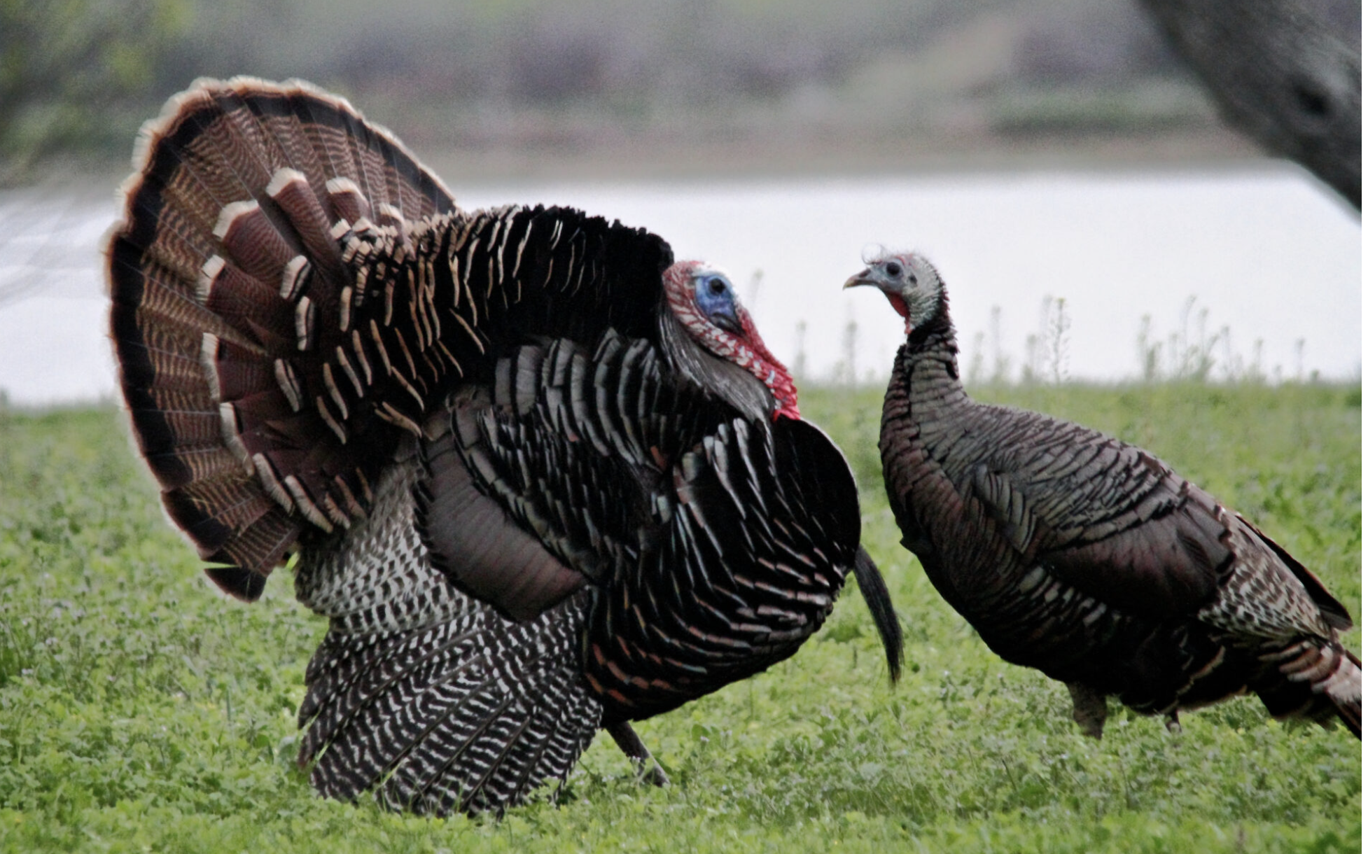 Rio Grande wild turkey at Choke Canyon State Park, Texas. (Photo by Robert H. Burton/U.S. Fish and Wildlife Service)