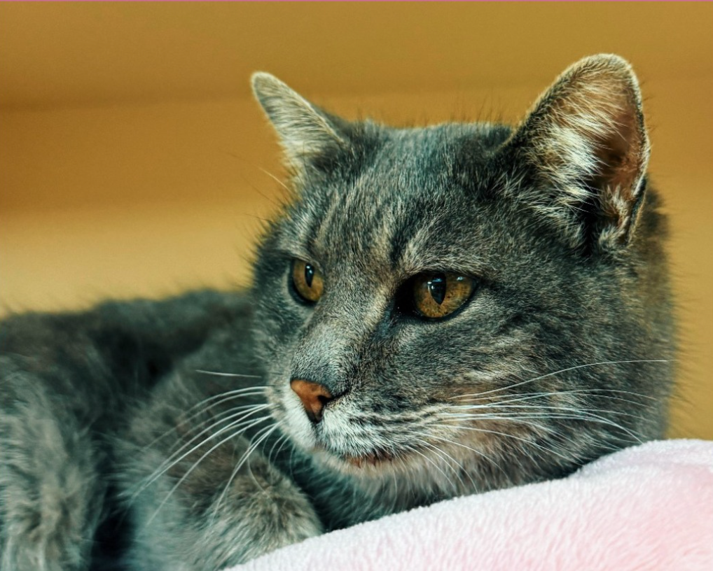 Olga is a senior cat, who is battling an ear infection. Courtesy photo