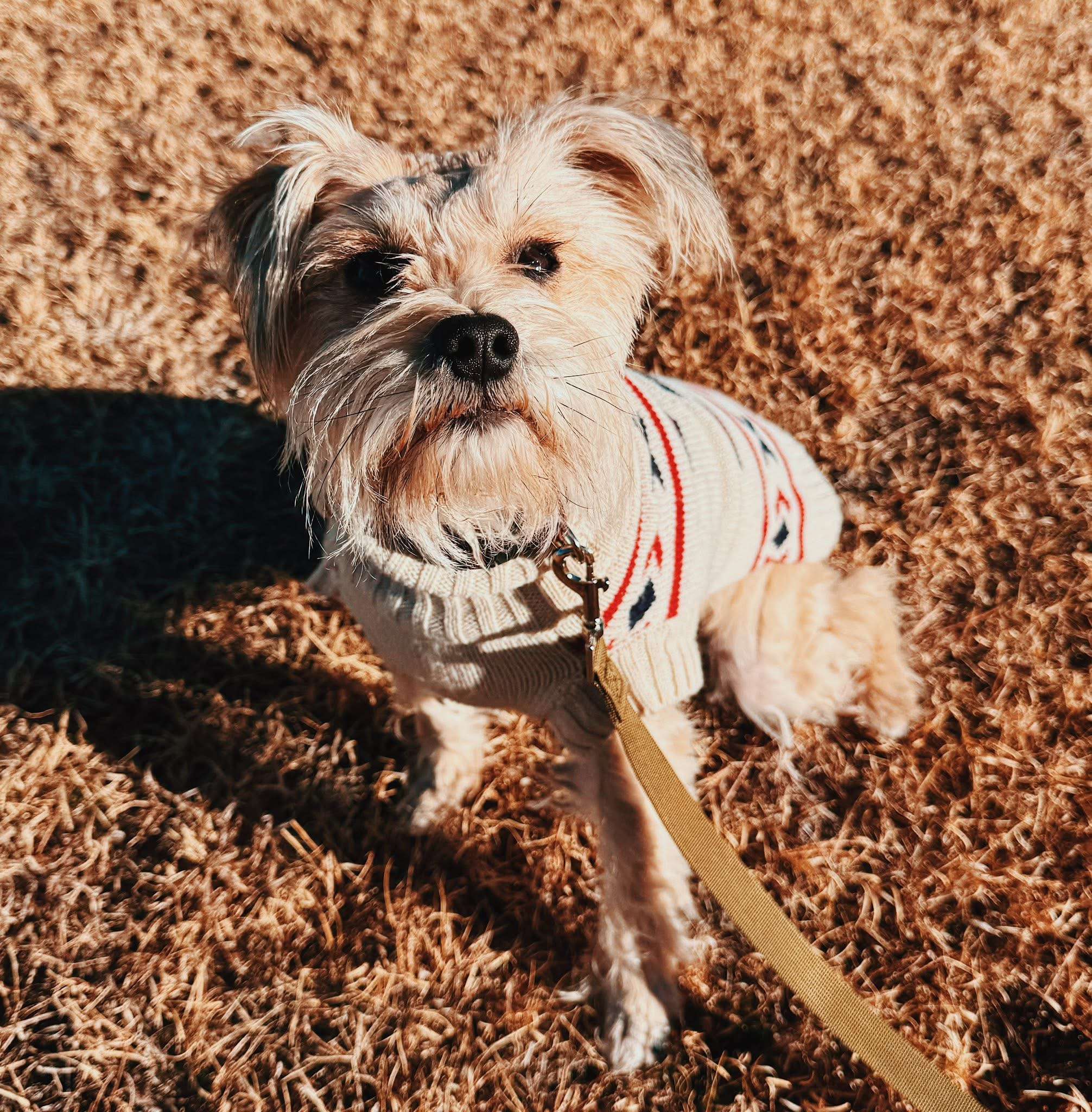 Stephanie and her companion, Ellie, are both bouncy, young schnauzers, but they are suffering from ulcers on their eyes and might need surgery. Courtesy photo