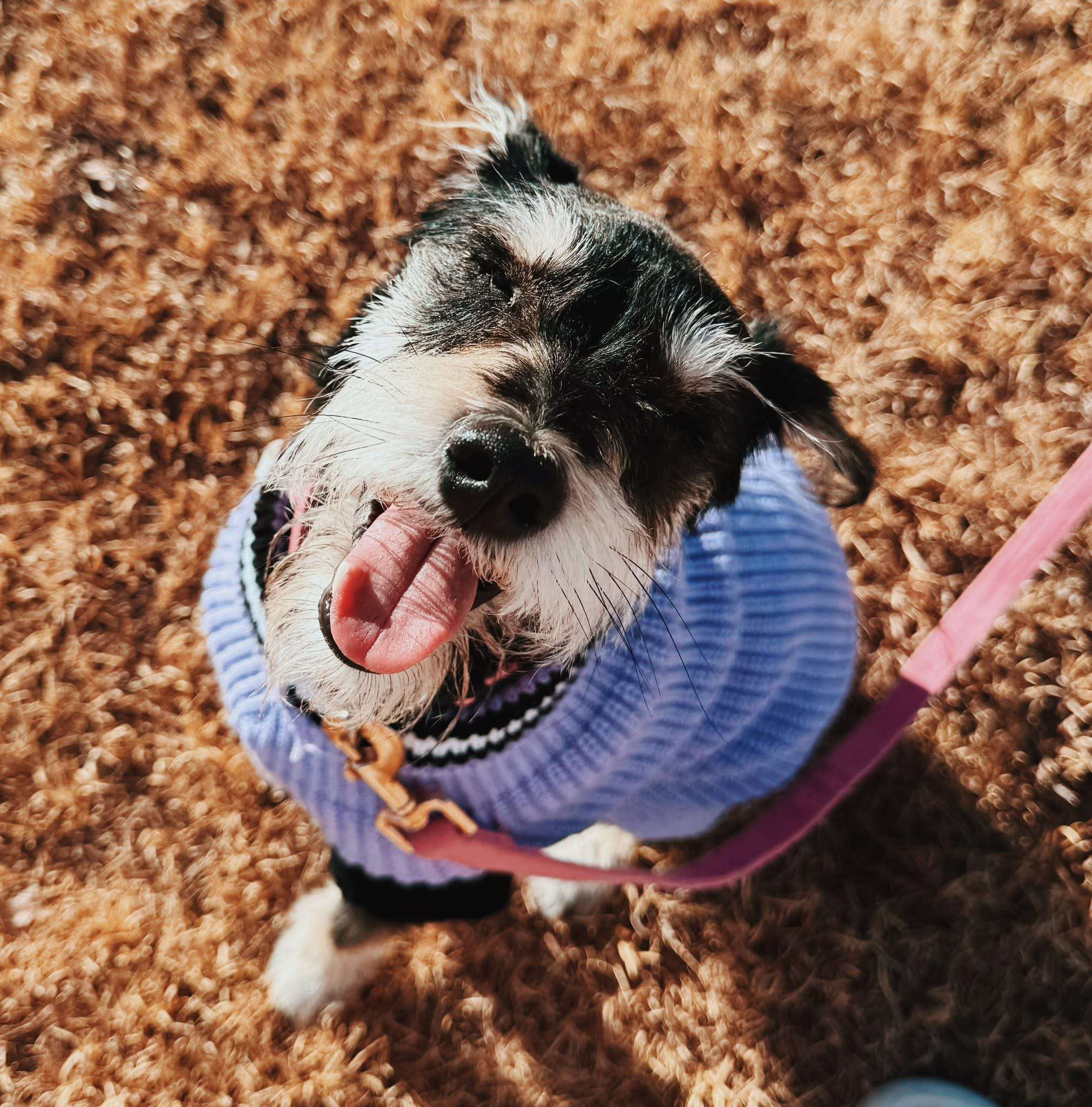 Ellie and Stephanie were surrendered by their owner, but were bred at a puppy mill. Courtesy photo