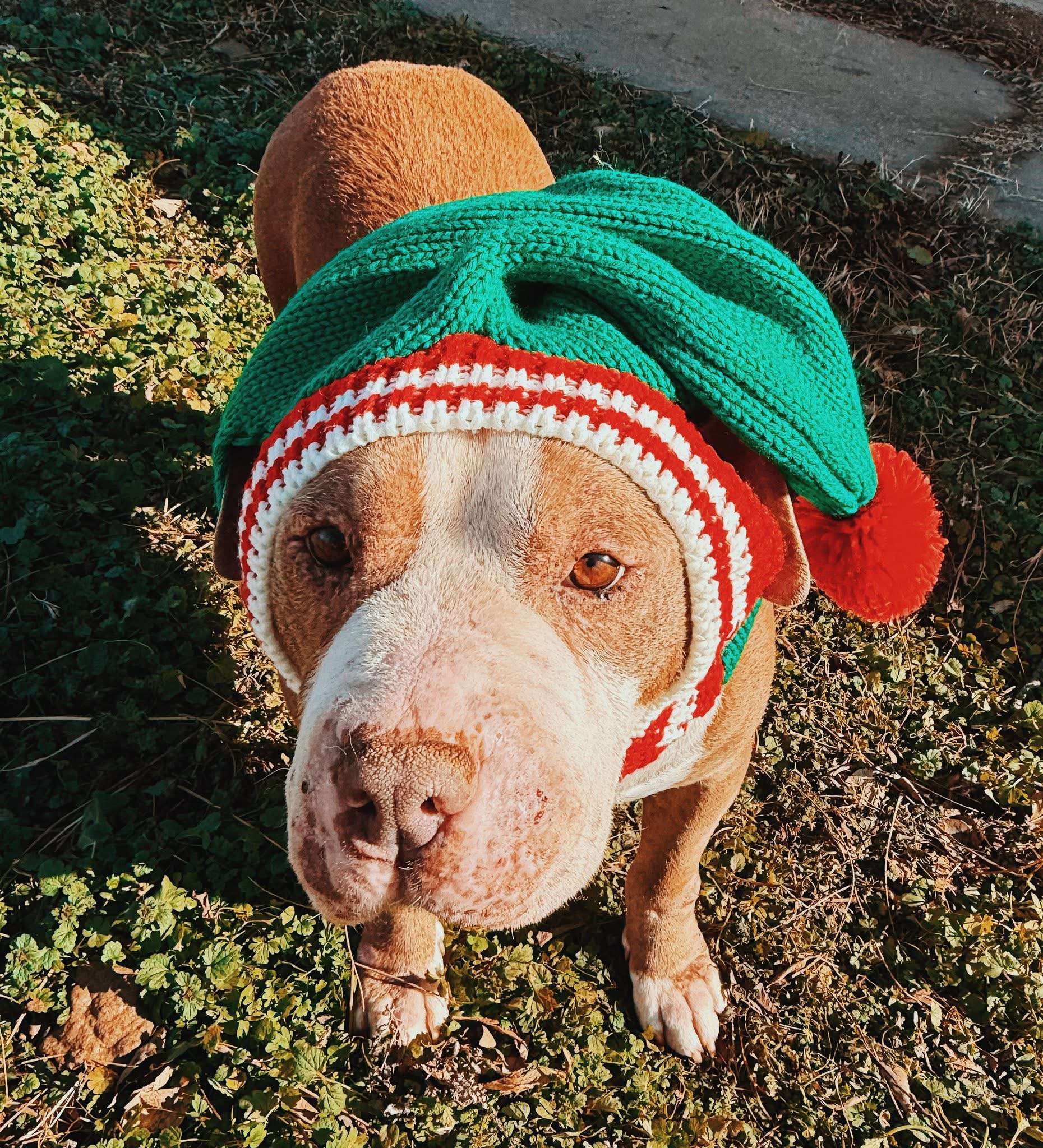 Hugo's foster mom describes him as a big, goofy, goober. He has low thyroid and struggles with ear and skin issues. Courtesy photo