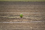 🥎 Regional softball begins for Class 3A and Class 2-1A