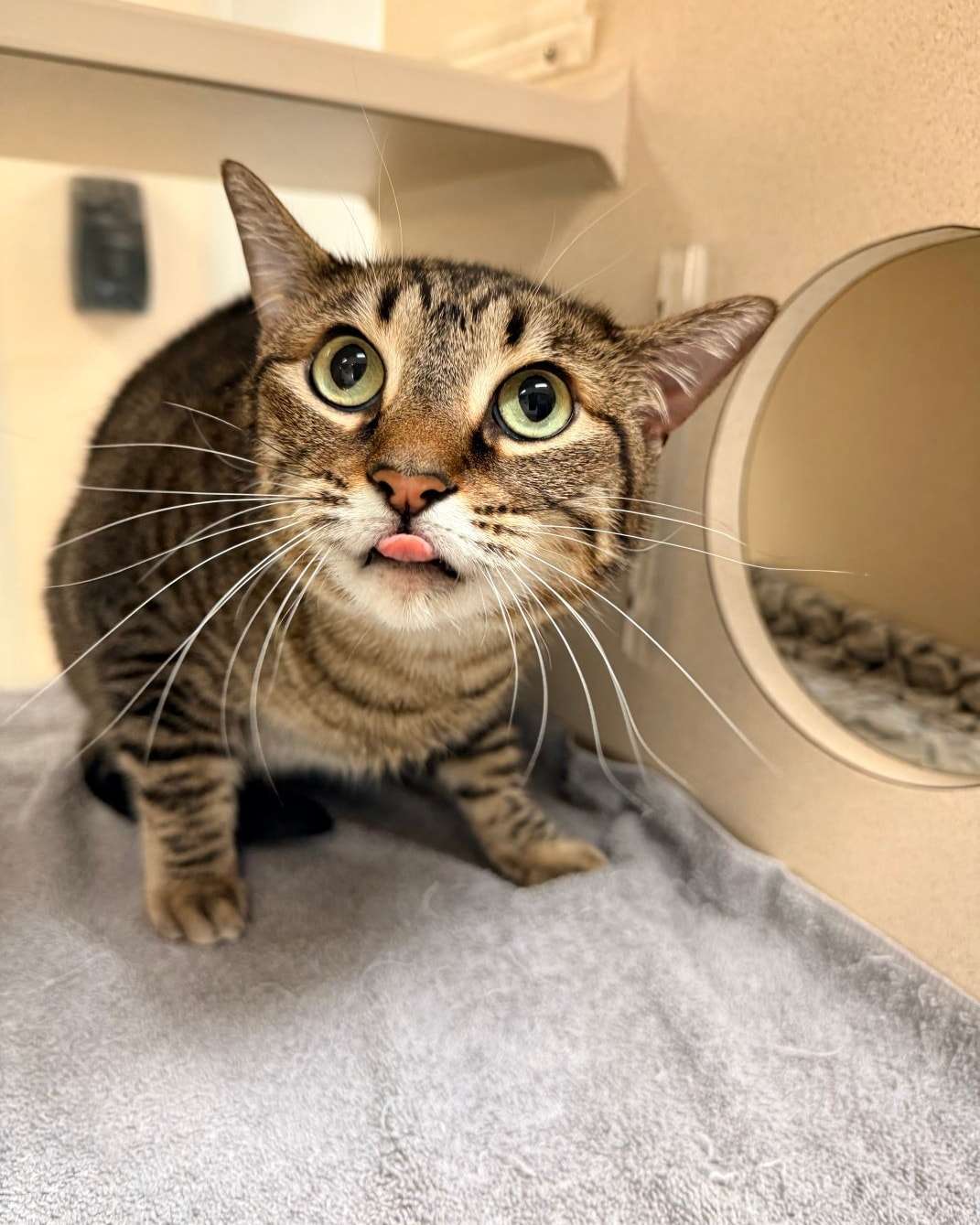 Mittens (Photo courtesy Hutchinson Animal Shelter)