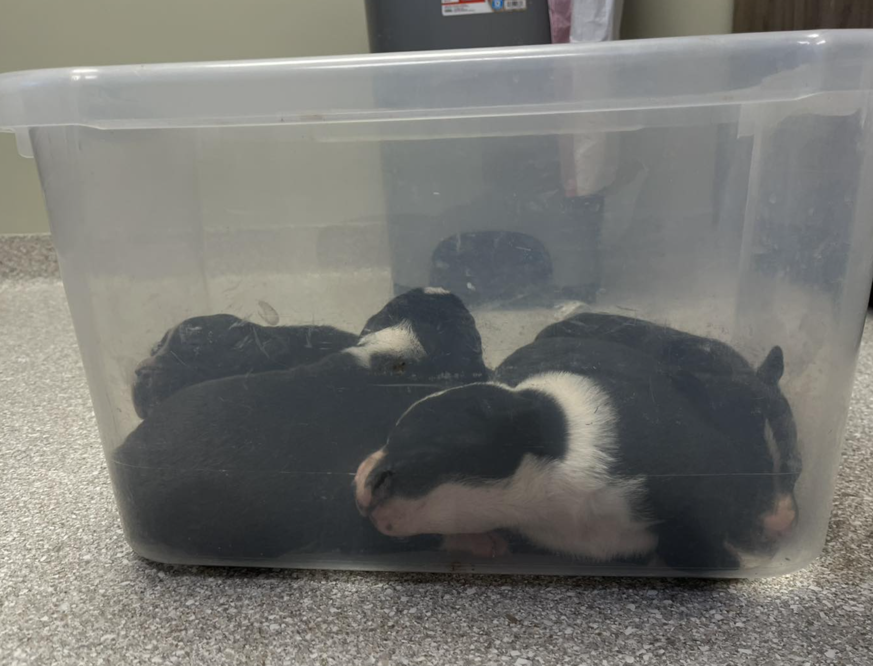 Photos Humane Society of Greater Kansas City