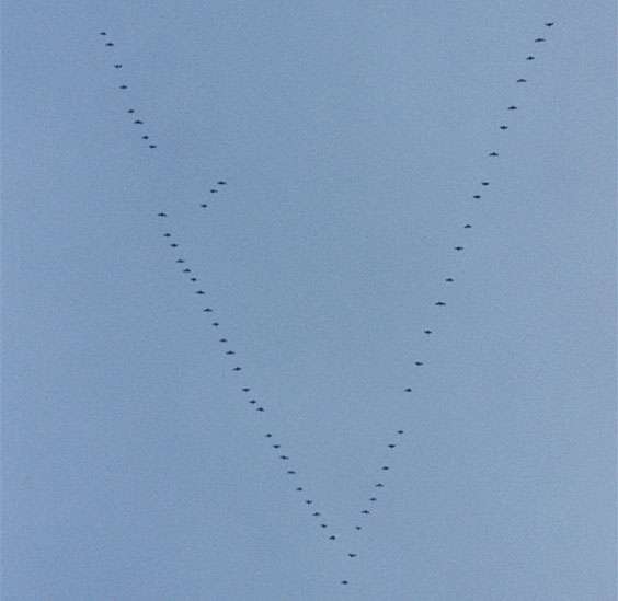 Geese flying in classic V formation. Photo by Ben Mieremet/National Oceanic and Atmospheric Administration