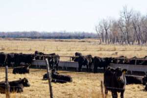 Pawnee Springs Ranch (Courtesy of Hall and Hall)