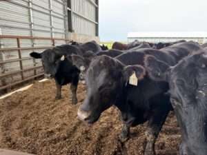 Cattle gather near a feeding trough at a feedlot run by the University of Nebraska-Lincoln in Saunders County. (Aaron Sanderford/Nebraska Examiner)