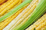 Food historian to provide free presentation of how corn became one of the most popular crops in the Americas