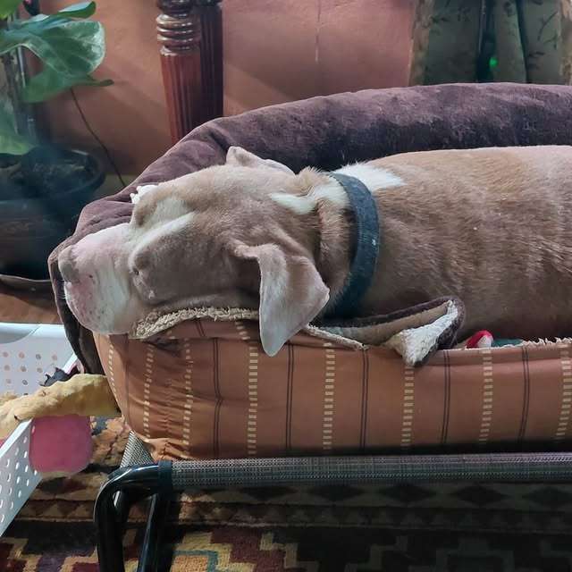 Hugo, one of six pets at the Humane Society of the High Plains in Hays that were facing serious medical issues, has been treated and adopted. Courtesy photo