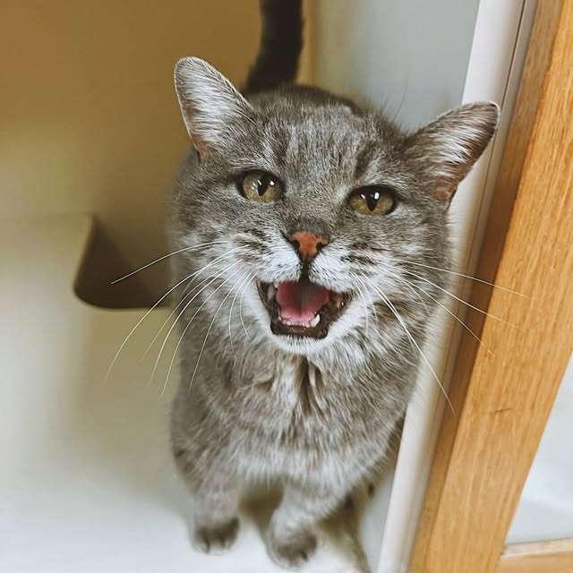 Olga, the cat, had severe ear infections when she came to the High Plains Humane Society. Her infections have been treated, and she is now up for adoption. Courtey photo