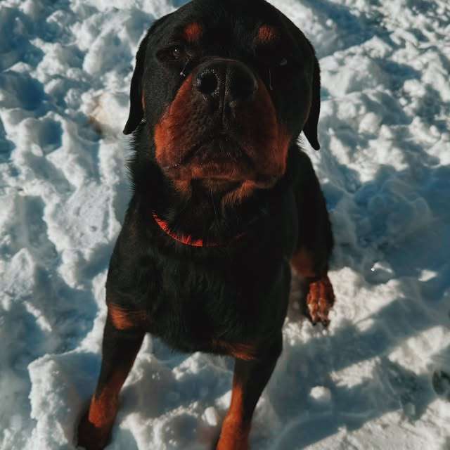 Mowgli, a rotweiler, arrived at the High Plains Humane Society severely malnourished. He is gaining weight. Once he gains another 15 to 20 pounds, he will be released to be adopted. Courtesy photo