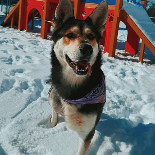 Zena, a husky-shepherd mix, had a bone overgrowth from a past injury that was causing her pain. After exploratory surgery, the decision was made to amputate her leg, so she could live pain-free. Once she heals from her operation, she will be up for adoption. Courtesy photo