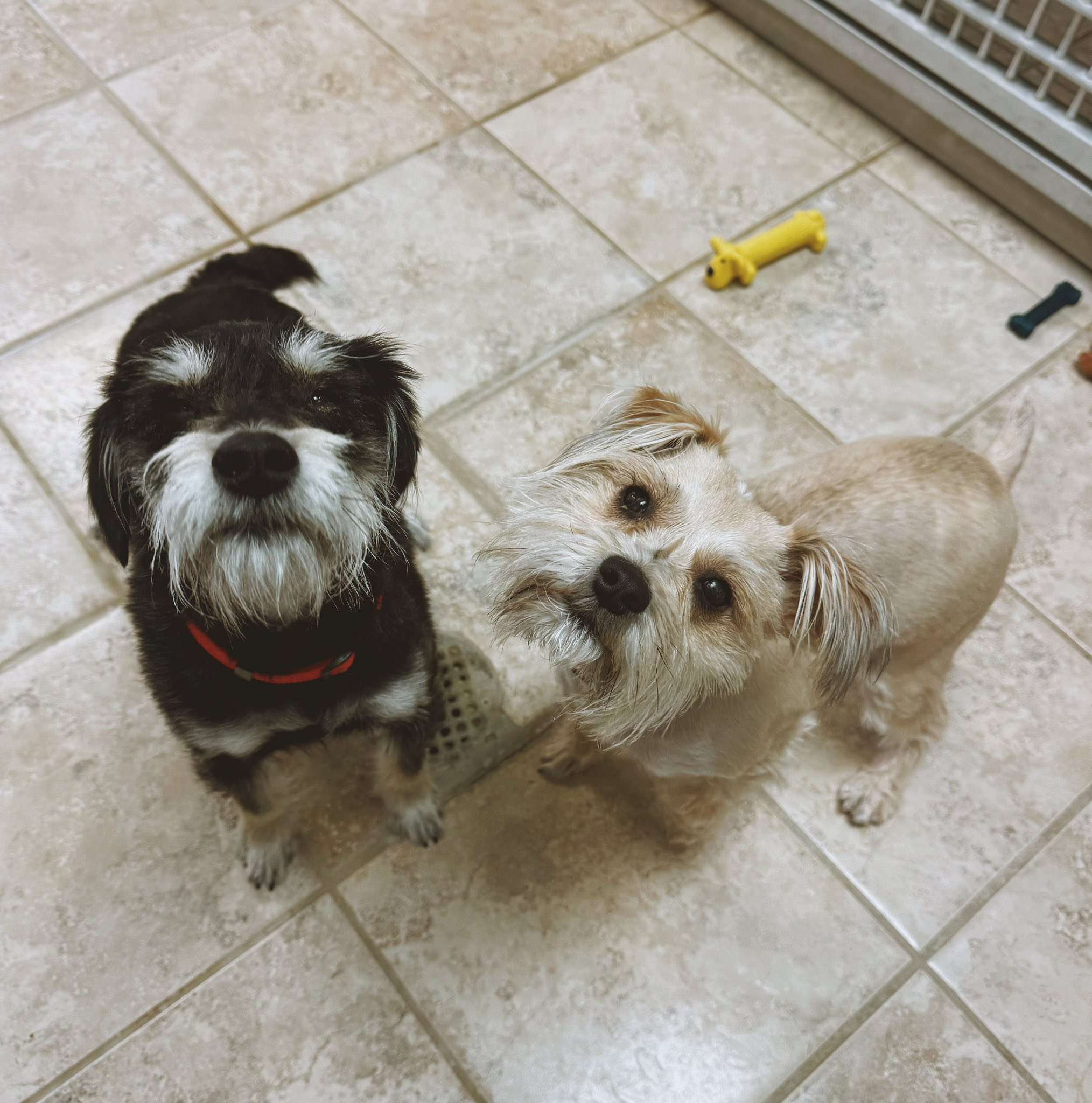 Ellie and Stephanie, schnauzers, had eye ulcers. Both can now see, but they will need continuing care for chronic dry eye. Stephanie should be up for adoption soon. However, Ellie may need some more time to heal. Courtesy photo
