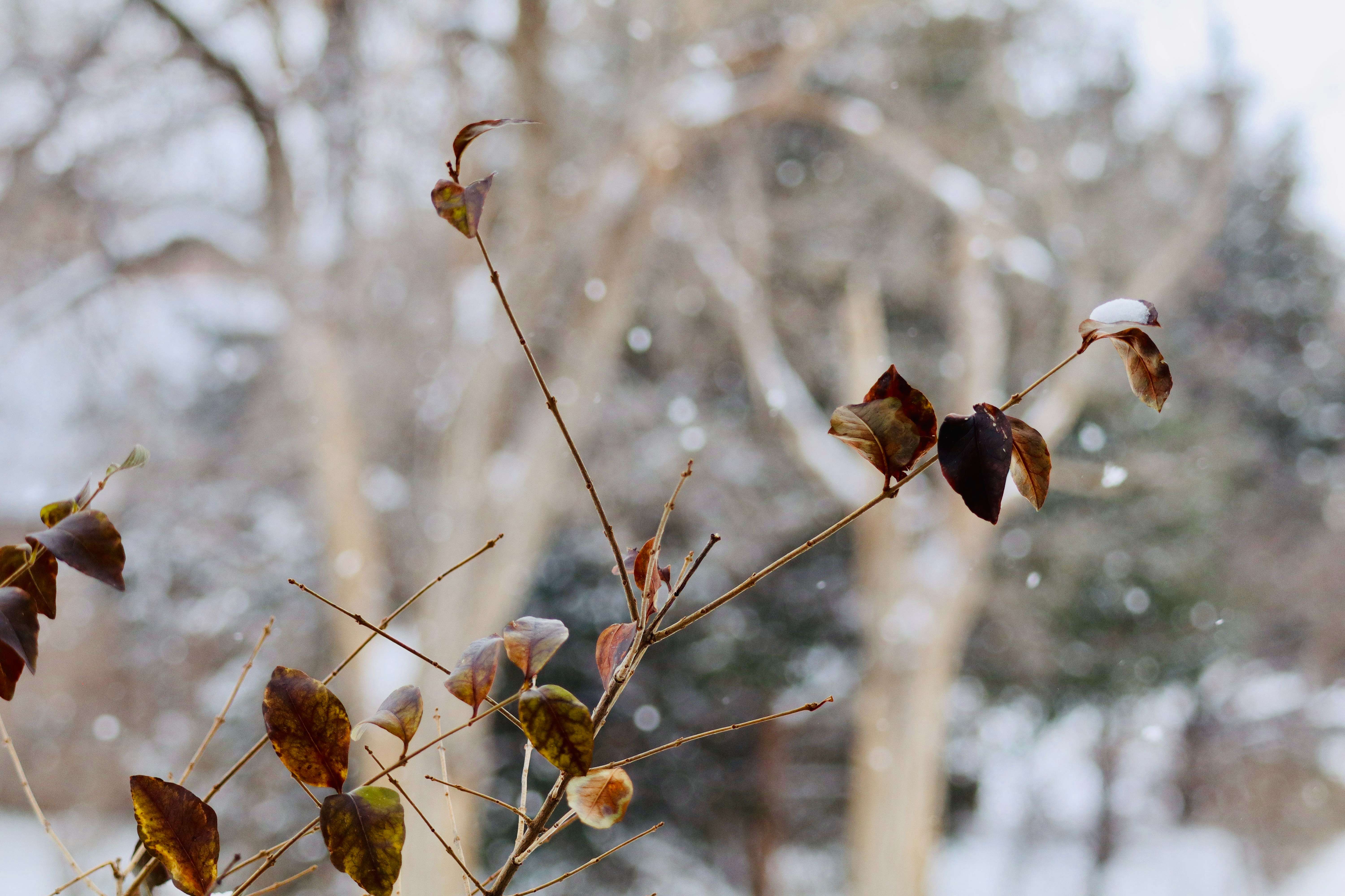 Photo submitted by Meriah Escarcega, Hays