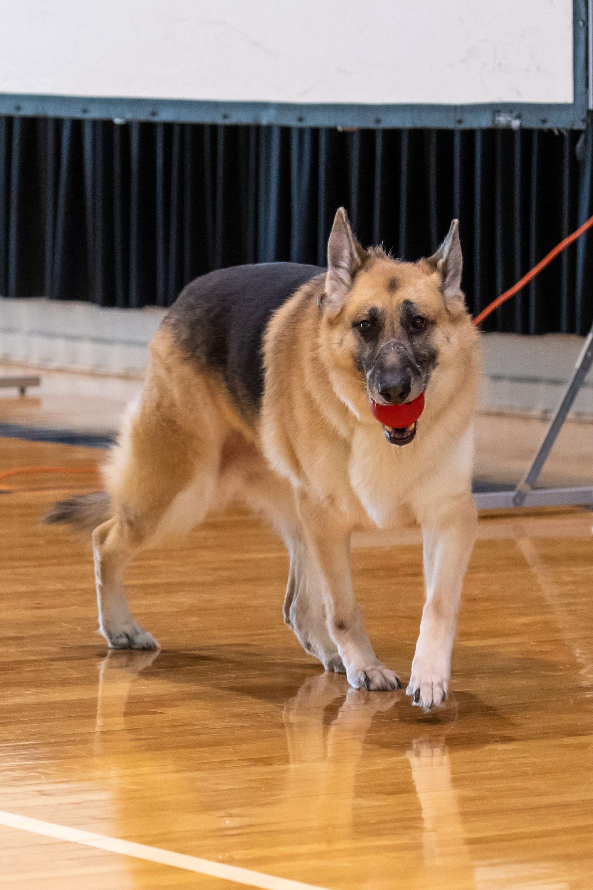 Nova&nbsp; ( Photos - JCPD )