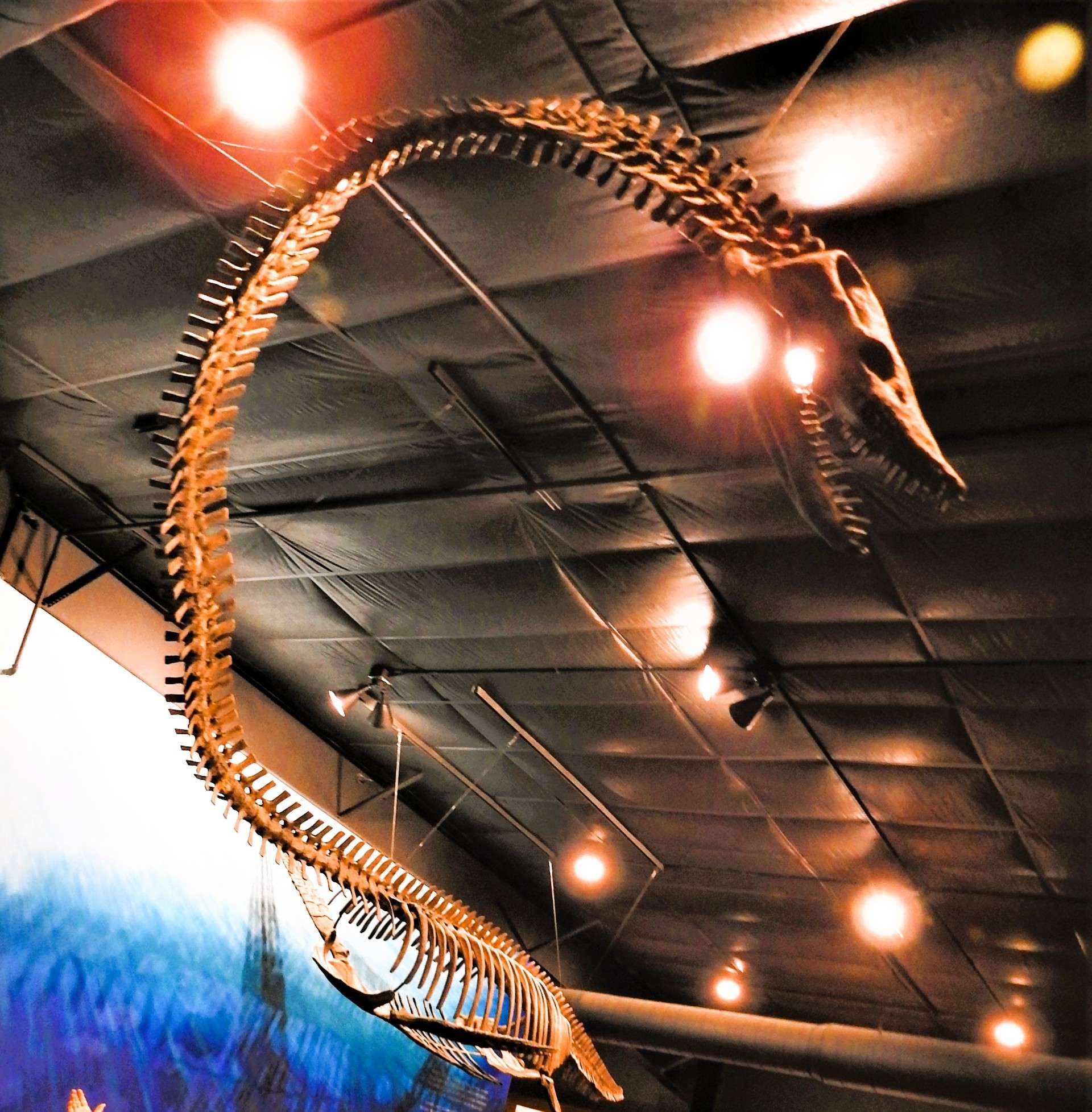 Elasmosaurus fossil. Courtesy photo